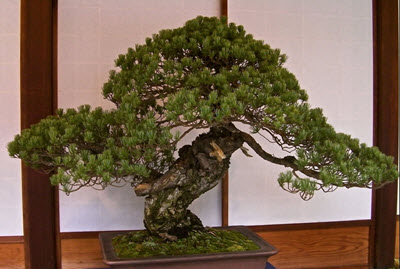 Sandai-Shogun-No Matsu bonsai